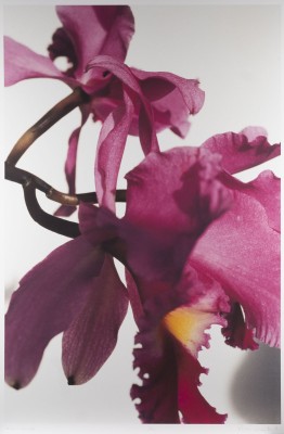 Auktion 133<br>KONVOLUT VON 5 FOTODRUCKEN 'ORCHIDEEN' (2001)